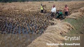  Presentation with rice field - 
