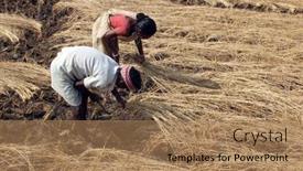  Presentation with rice field - 