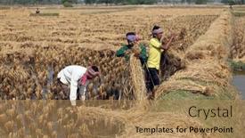  Presentation with rice field - 