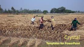  Presentation with rice field - 
