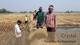  Presentation with rice field - 