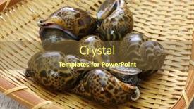  Presentation with babylon - Audience pleasing presentation theme consisting of baigai-sea-snail-japanese-babylon backdrop and a tawny brown colored foreground