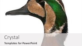  Presentation with teal - PPT theme enhanced with baikal-teal-duck-anas-formosa background and a white colored foreground