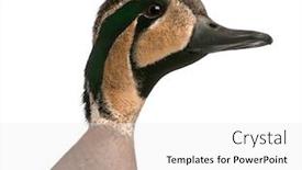  Presentation with teal - Audience pleasing PPT layouts consisting of baikal-teal-duck-anas-formosa backdrop and a white colored foreground
