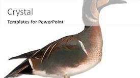  Presentation with teal - Beautiful PPT layouts featuring baikal-teal-duck-anas-formosa backdrop and a white colored foreground