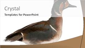  Presentation with teal - Beautiful slides featuring baikal-teal-duck-anas-formosa backdrop and a white colored foreground