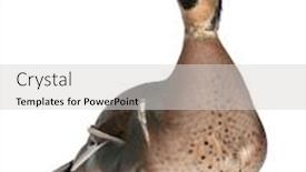  Presentation with teal - Theme with baikal-teal-duck-anas-formosa background and a light gray colored foreground