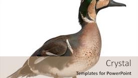  Presentation with teal - Colorful PPT layouts enhanced with baikal-teal-duck-anas-formosa backdrop and a coral colored foreground