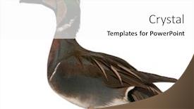  Presentation with teal - Audience pleasing theme consisting of baikal-teal-duck-anas-formosa backdrop and a white colored foreground