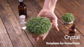  Presentation with microgreen - Amazing presentation theme having baiology - fresh microgreen sprouts in male backdrop and a tawny brown colored foreground