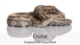  Presentation with white rat - Theme consisting of bairds - baird's rat snake or baird's background and a  colored foreground