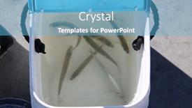  Presentation with sea plastic - Slide set featuring bait-fish-live-fish background and a  colored foreground