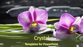  Presentation with balanced stones - Slides consisting of balanced life - beautiful orchid with bamboo leaf background and a tawny brown colored foreground
