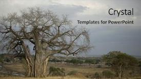  Presentation with serengeti africa - Presentation having balboa tree in the serengeti tanzania africa background and a light gray colored foreground