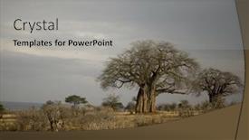  Presentation with serengeti africa - Audience pleasing presentation theme consisting of balboa trees in the serengeti tanzania africa backdrop and a light gray colored foreground