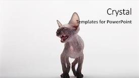  Presentation with bald - Slides featuring bald cat sphinx sphynx angry background and a sky blue colored foreground