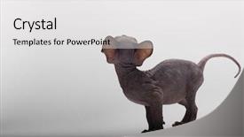  Presentation with bald - PPT layouts consisting of bald cat sphinx sphynx back background and a light gray colored foreground