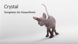  Presentation with welcome back design - Theme enhanced with bald cat sphinx sphynx back background and a white colored foreground