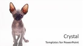  Presentation with sad - Slide deck consisting of bald cat sphinx sphynx sad background and a white colored foreground