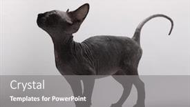  Presentation with bald - Audience pleasing slide set consisting of bald-cat-sphinx-sphynx-silhouette backdrop and a gray colored foreground