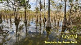  Presentation with summer trees - Presentation theme with bald-cypress-trees-reflecting background and a tawny brown colored foreground