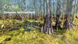  Presentation with summer trees - Slide set with bald-cypress-trees-reflecting background and a seafoam green colored foreground