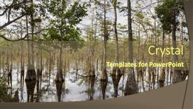  Presentation with swamp - Theme having bald-cypress-trees-reflecting background and a coral colored foreground
