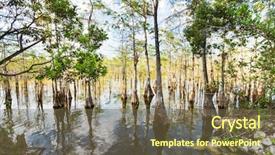  Presentation with swamp - Beautiful PPT layouts featuring bald cypress trees backdrop and a violet colored foreground