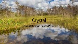  Presentation with swamp - Slides enhanced with bald cypress trees in a florida swamp background and a gold colored foreground