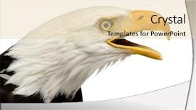  Presentation with eagle - Audience pleasing theme consisting of bald eagle 22 years - haliaeetus backdrop and a lemonade colored foreground