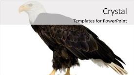  Presentation with bald eagle flying - PPT layouts featuring bald eagle 22 years - haliaeetus background and a white colored foreground