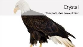  Presentation with bald eagle flying - Theme having bald eagle 22 years - haliaeetus background and a white colored foreground