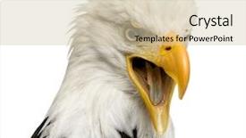  Presentation with bald eagle flying - Cool new slides with bald eagle 22 years - haliaeetus backdrop and a soft green colored foreground