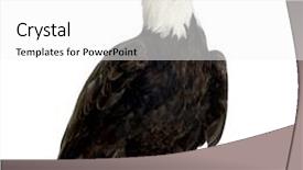  Presentation with eagle - Beautiful PPT theme featuring  backdrop and a  colored foreground