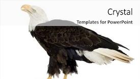  Presentation with eagle - Amazing PPT layouts having bald eagle 22 years - haliaeetus leucocephalus in front of a white background backdrop and a white colored foreground