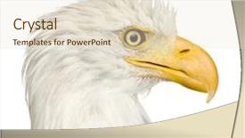  Presentation with eagle - Theme with bald eagle 22 years - haliaeetus background and a lemonade colored foreground
