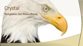 Presentation with eagle - Slide deck consisting of bald eagle 22 years - haliaeetus background and a lemonade colored foreground
