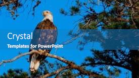  Presentation with golden light - PPT theme consisting of bald-eagle-bird-of-prey and a teal colored foreground