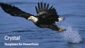  Presentation with fish river - Slides consisting of bald eagle catching fish background and a ocean colored foreground
