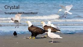  Presentation with crow - Presentation having bald eagle crow and seagulls on the beach background and a teal colored foreground