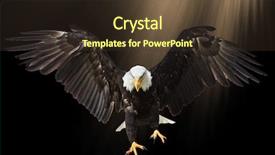  Presentation with eagle flying - Colorful slide deck enhanced with bald eagle flying isolated backdrop and a tawny brown colored foreground