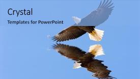  Presentation with bald eagle flying - Presentation having bald eagle flying on blue background and a light blue colored foreground