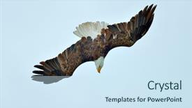  Presentation with bald eagle flying - Cool new slide deck with bald eagle haliaeetus leucocephalus flying backdrop and a sky blue colored foreground