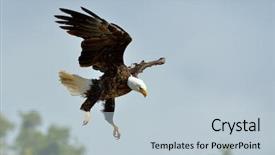  Presentation with eagle flying - Colorful presentation theme enhanced with literacy - school knowledge learning academics study backdrop and a light gray colored foreground