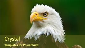  Presentation with eagle - Cool new theme with bald eagle haliaeetus leucocephalus portrait backdrop and a tawny brown colored foreground