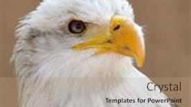 Presentation with eagle - Beautiful theme featuring bald-eagle-haliaeetus-leucocephalus-portrait backdrop and a coral colored foreground