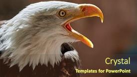  Presentation with eagle - PPT layouts with bald-eagle-haliaeetus-leucocephalus-portrait background and a tawny brown colored foreground
