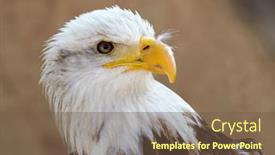  Presentation with eagle - Presentation theme with bald-eagle-haliaeetus-leucocephalus-portrait background and a tawny brown colored foreground