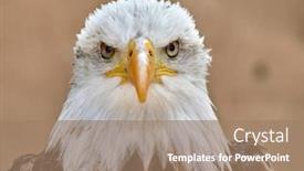  Presentation with bald - Colorful presentation enhanced with bald-eagle-haliaeetus-leucocephalus-portrait backdrop and a coral colored foreground