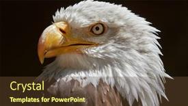  Presentation with eagle - Cool new presentation design with bald-eagle-haliaeetus-leucocephalus-portrait backdrop and a tawny brown colored foreground